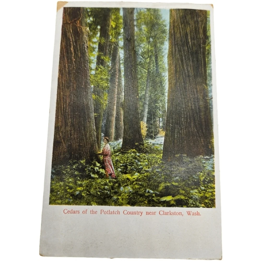 📬 vintage unused postcard of Cedars of the Potlatch Country near Clarkston WA